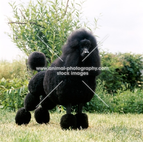 black standard poodle standing in front of greenery