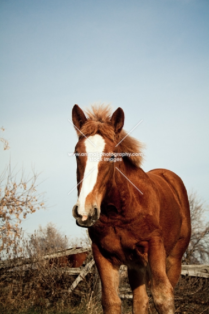 5 month old Belgian filly 