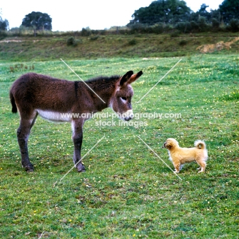 tibetan spaniel puppy looking at a donkey