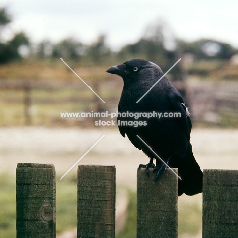 jackdaw perched on fence