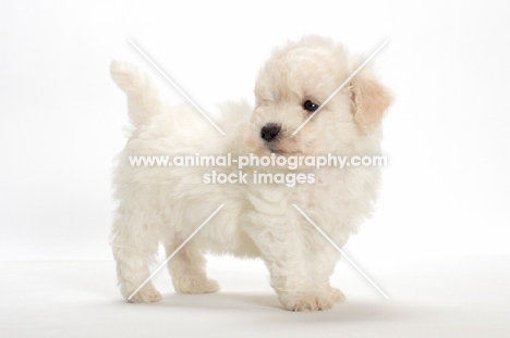 Bichon Frise puppy in studio