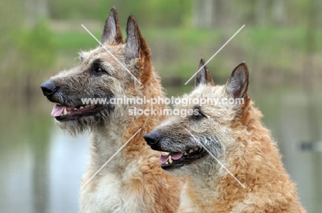 two Laekenois dogs (Belgian Shepherds) in profile