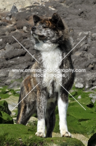 Akita on rocky beach