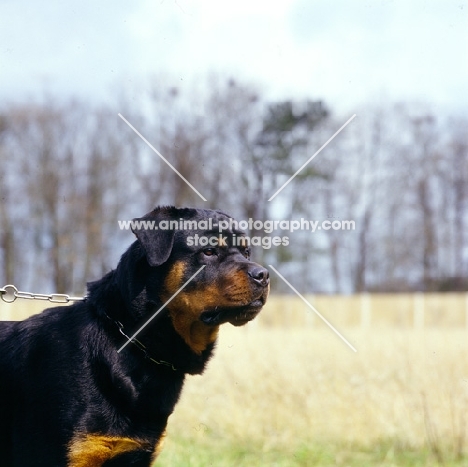 rottweiler from chesara kennels, head study