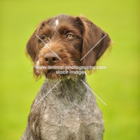 young German Pointer portrait