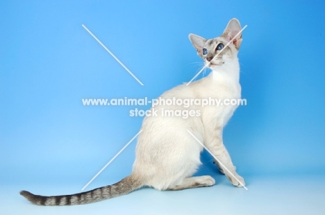 blue tabby point siamese cat, sitting down