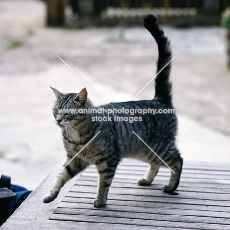 feral x cat, ben, standing on a table