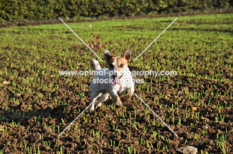 Jack Russell running happily in a field