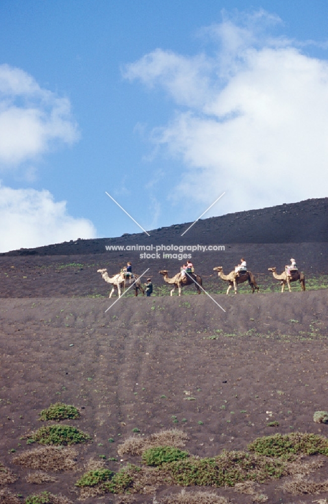 camels carrying tourists on  lanzarote