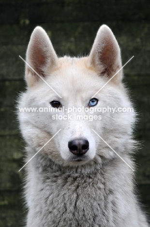 odd eyed Siberian Husky portrait