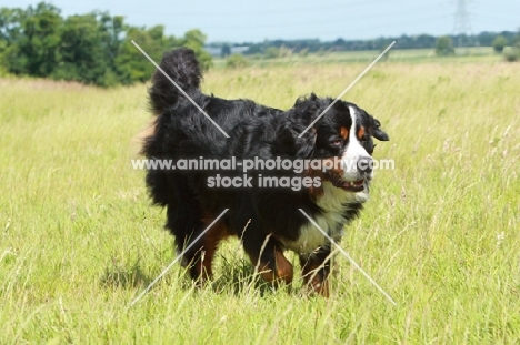 Bernese Mountain Dog walking in field