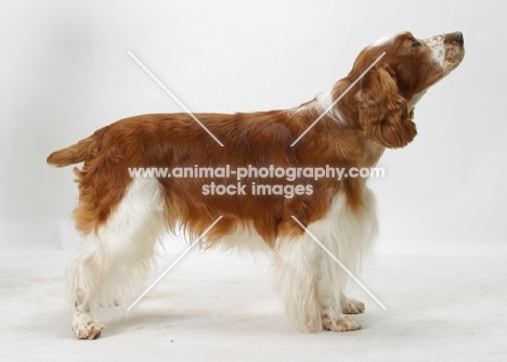 Australian / NZ Champion Welsh Springer Spaniel, side view