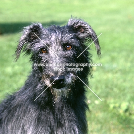 fern, rough coated lurcher head study