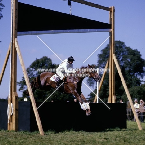 burghley international horse trials 1974, bridget parker riding cornish gold at the guillotine
