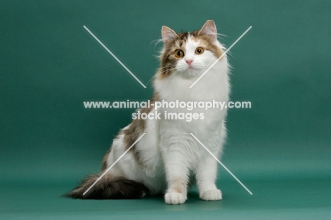 Siberian on green background, Brown Mackerel Torbie & White