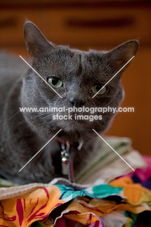 Grey cat looking seriously at camera and sitting on a colourful pile of fabric