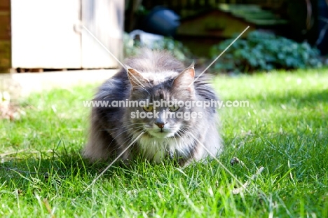 grey Maine Coon cat in grass ready to pounce