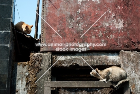 two cats looking at each other