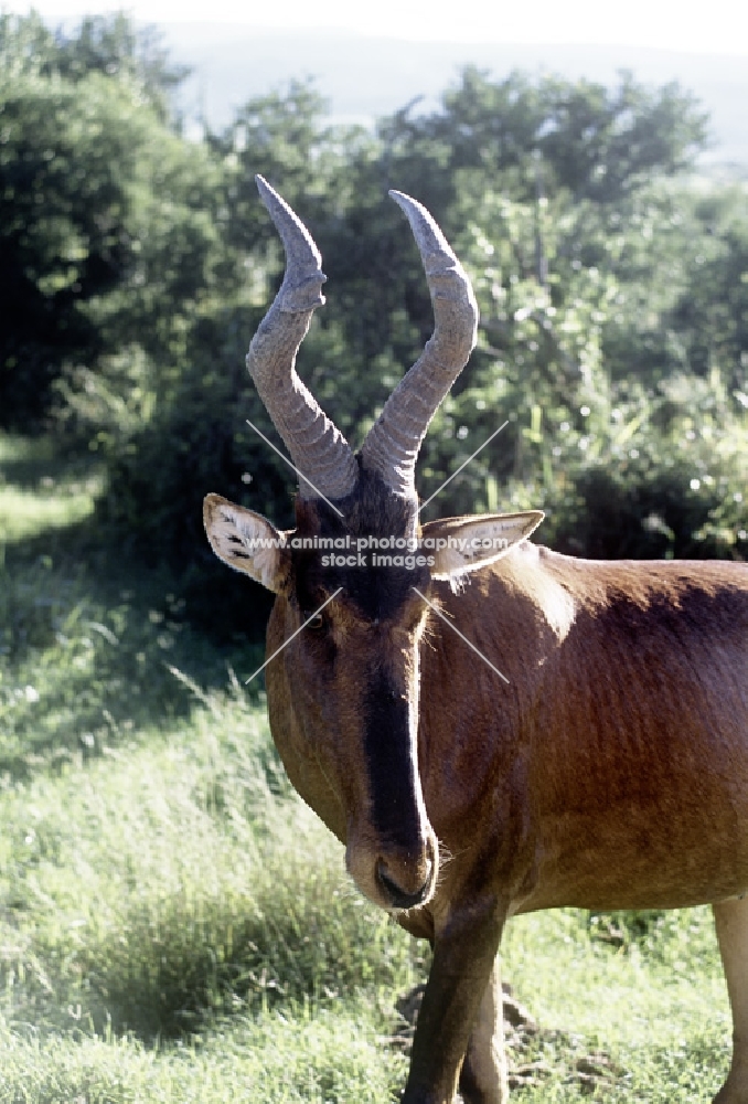 red hartebeest, in addo elephant park