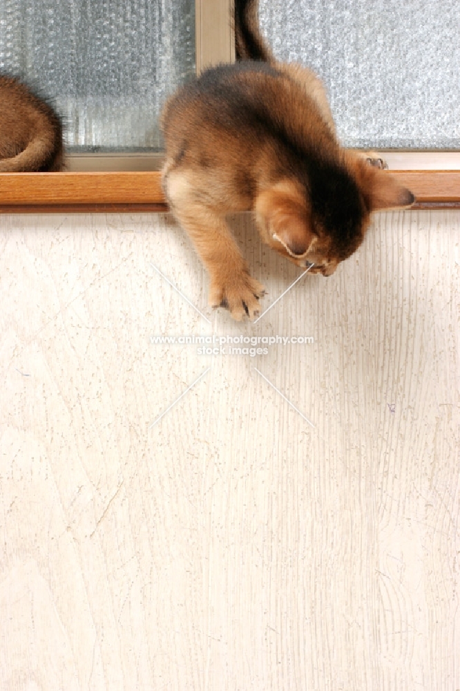 Abyssinian kitten exploring