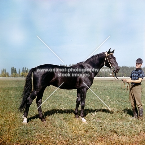 russian trotter with handler