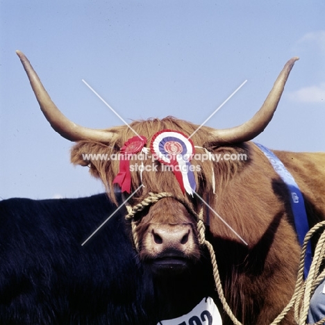 highland cattle cow with rosettes