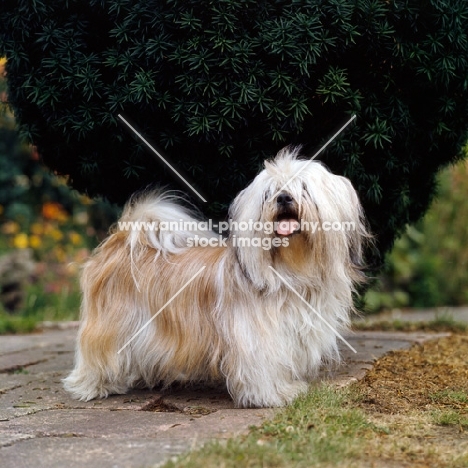 lhasa apso on path