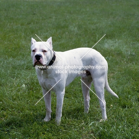 dogo argentino,  aucho de la monteria, standing on grass