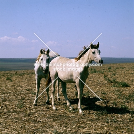 tersk mares at stavropol stud, russia