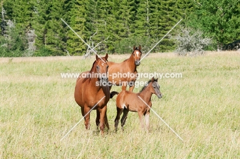 group of arabian horses in green field