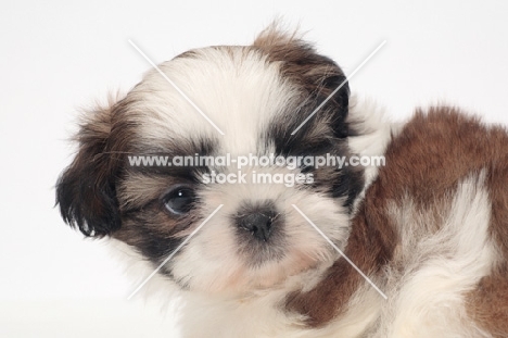 chocolate and white Shih Tzu puppy portrait