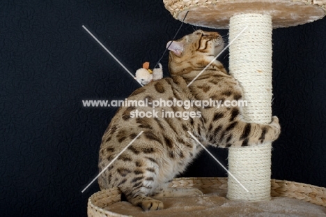 Bengal male cat on a scratch post, black background