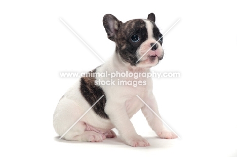 brindle and white Boston Terrier puppy on white background