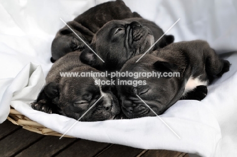 three French Bulldog puppies sleeping