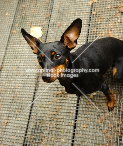 Miniature Pinscher looking up