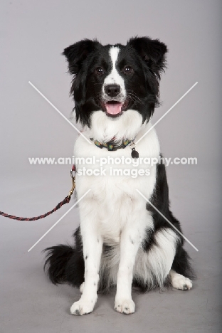 Border Collie on lead in studio