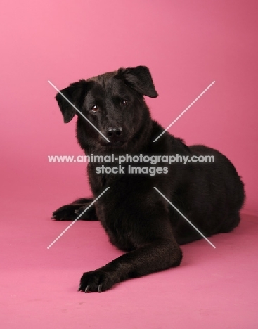 black Mongrel lying on pink background