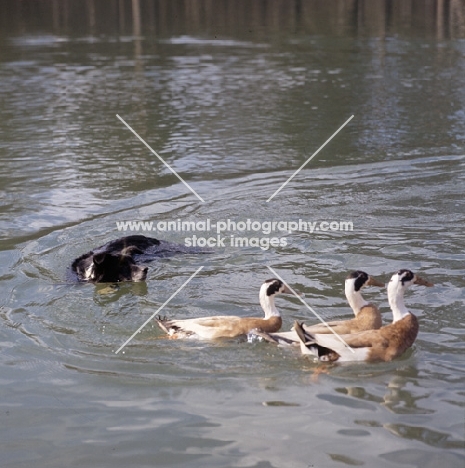 border collie, queen, swimming herding ducks on a lake