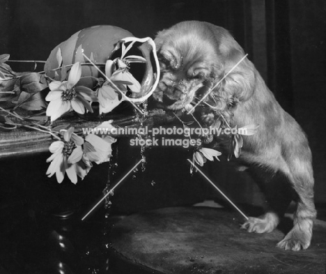 Cocker Spaniel puppy knocking over vase