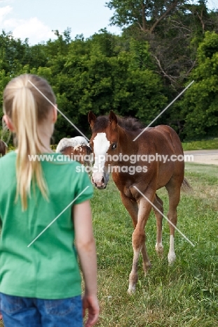 Appaloosa foal walking towards girl
