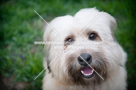 terrier mix smiling in grass
