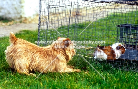 norfolk terrier amazed by a guinea pig
