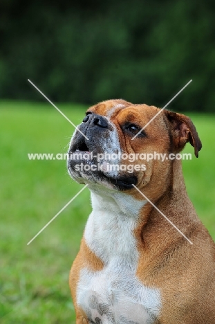 Continental Bulldog looking up