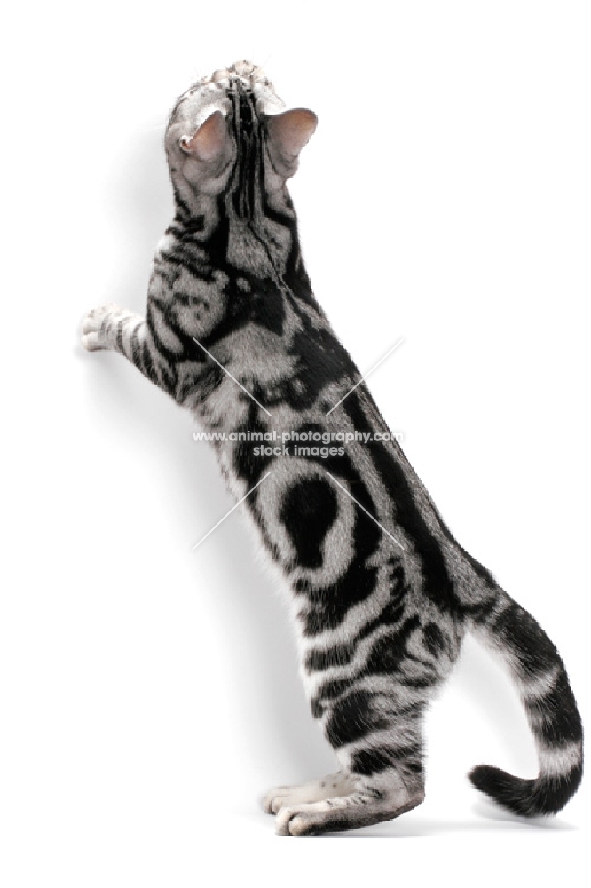 American Shorthair, looking up on white background