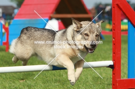 Swedish Vallhund (aka vastagotapet) jumping at trial