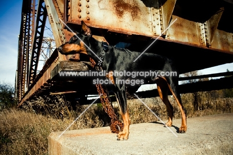 Doberman standing on old train bridge