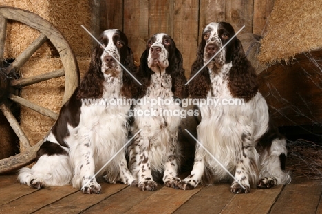 three English Springer Spaniels