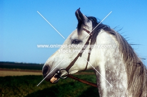 arab mare, head study