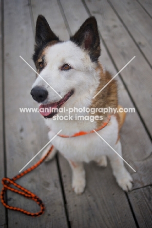 portrait of a karelian bear dog sitting on a wooden dock