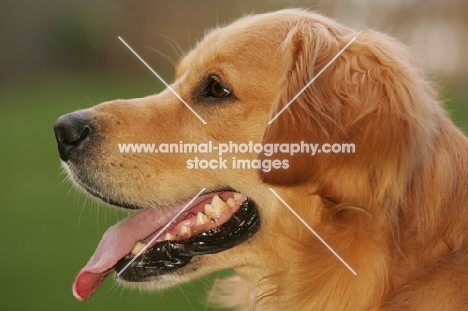 Golden Retriever profile, landscape format